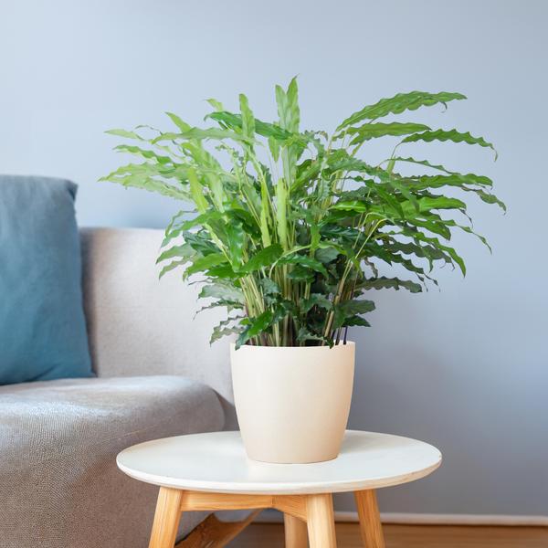 Calathea Rufibarba with Viber white - 55cm - Ø17