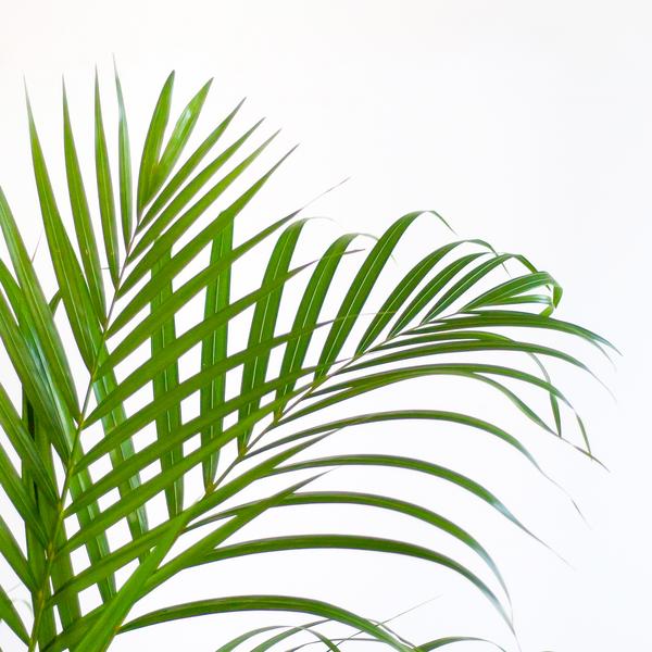 Areca Palm (Dypsis) with Lisbon basket black - 100cm - Ø21