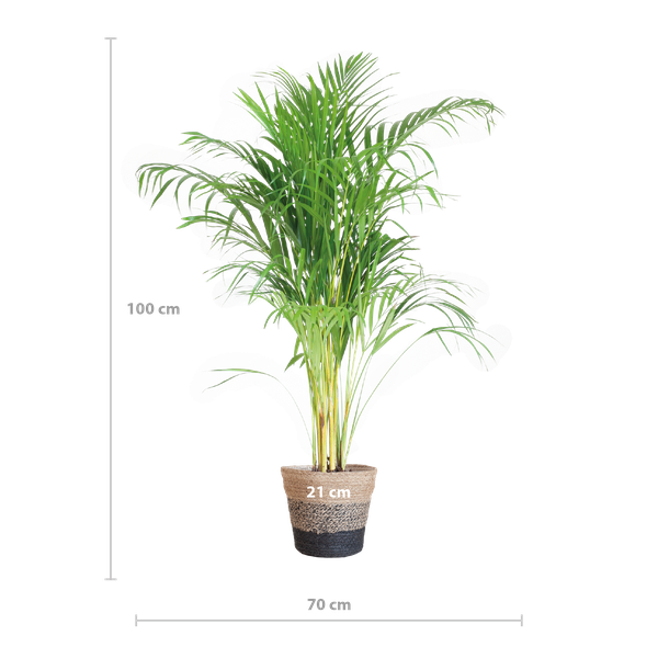 Areca Palm (Dypsis) with Lisbon basket black - 100cm - Ø21