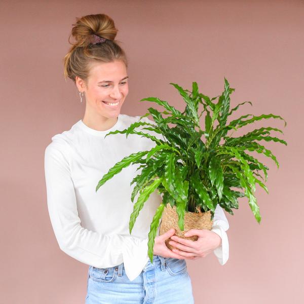 Calathea Rufibarba with Sofia basket natural - 55cm - Ø17