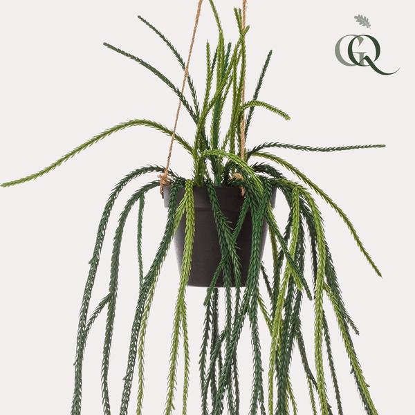 Plante artificielle - Rhypsalis - Cactus corail - 85 cm