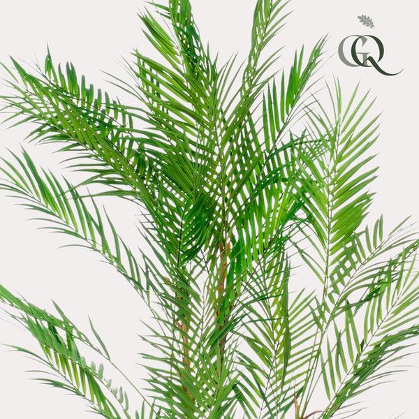 Plante artificielle - Chamaedorea Elegans - Palmier de montagne - 120 cm