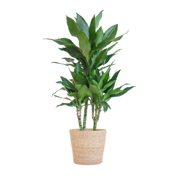 Dracaena Janet Lindt met Sofia mand naturel - 95cm - Ø21
