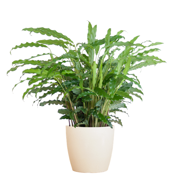 Calathea Rufibarba with Viber white - 55cm - Ø17