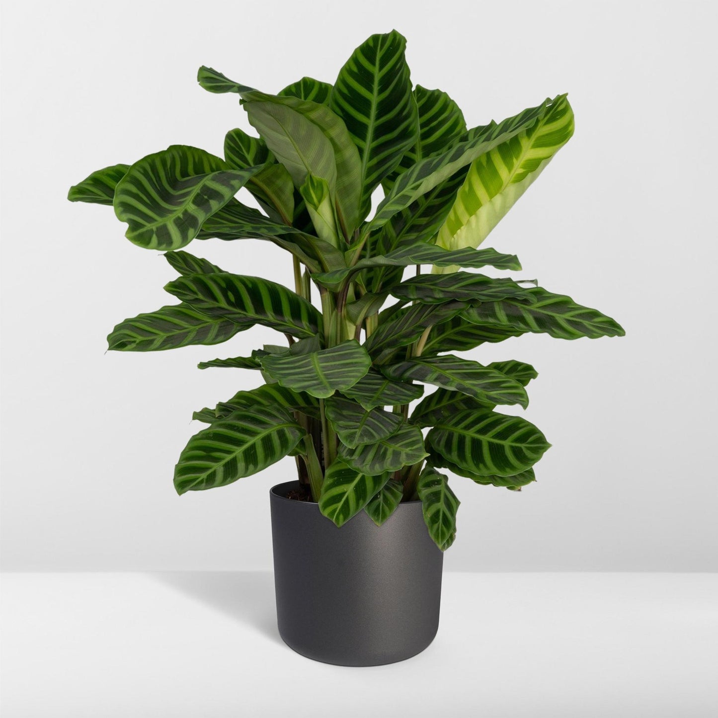 Calathea Zebrina - Plante Paon - 80 cm - Ø19