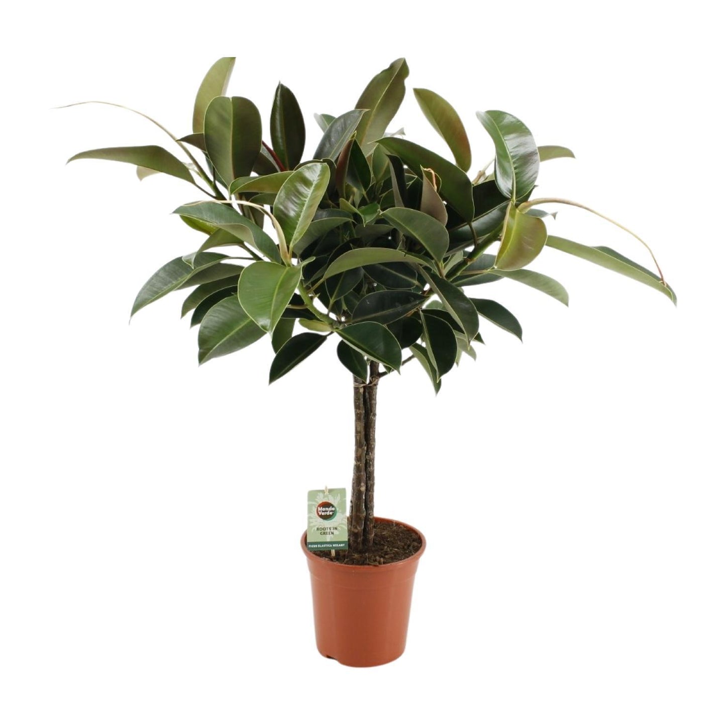 Ficus Elastica Melany - Ø21cm - ↕95cm