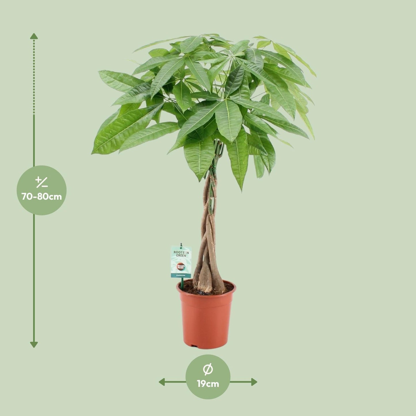 Pachira Aquatica - Eau cacao - Ø19cm - ↕80cm