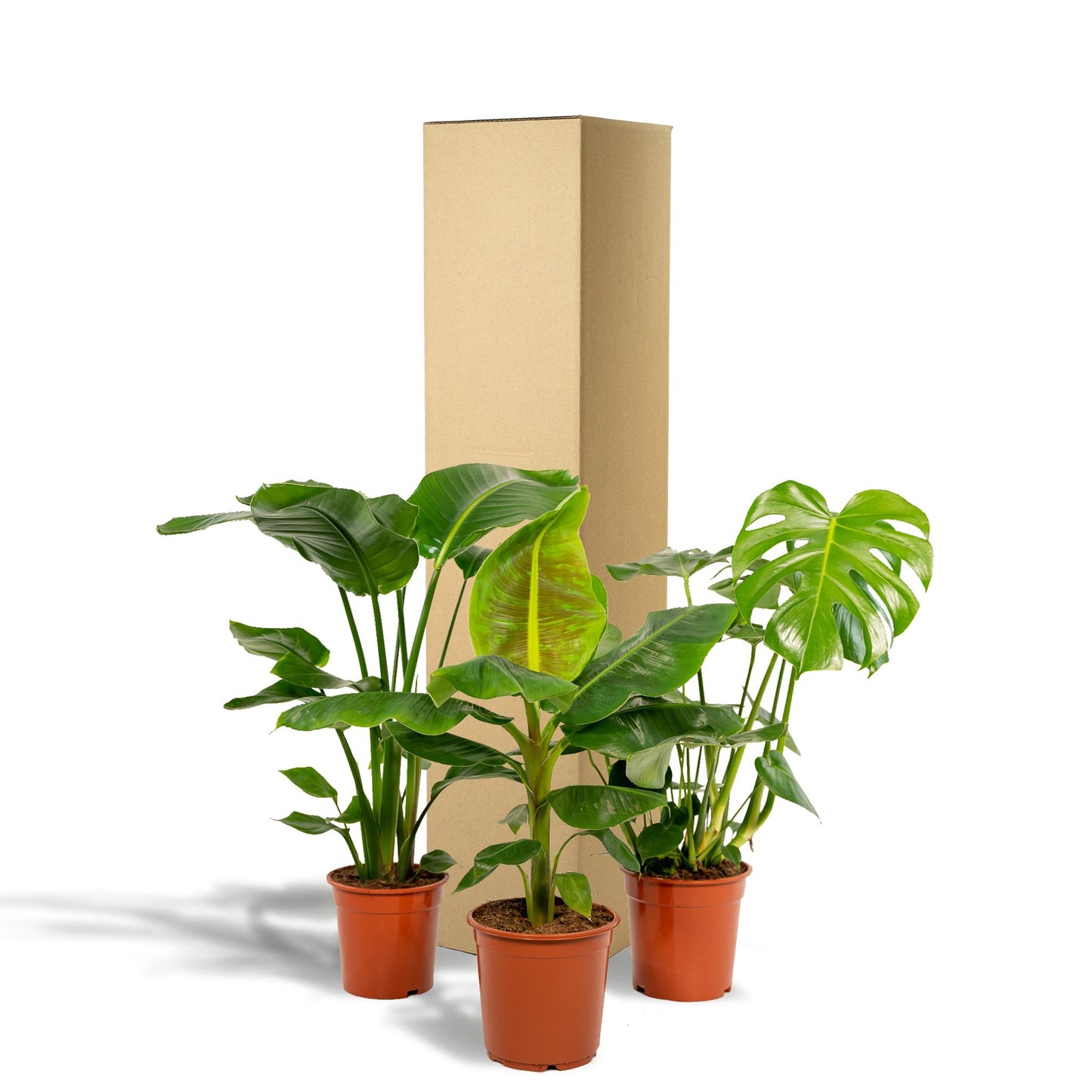 Monstera Deliciosa + Musa Dwarf Cavendish + Strelitzia Nicolai