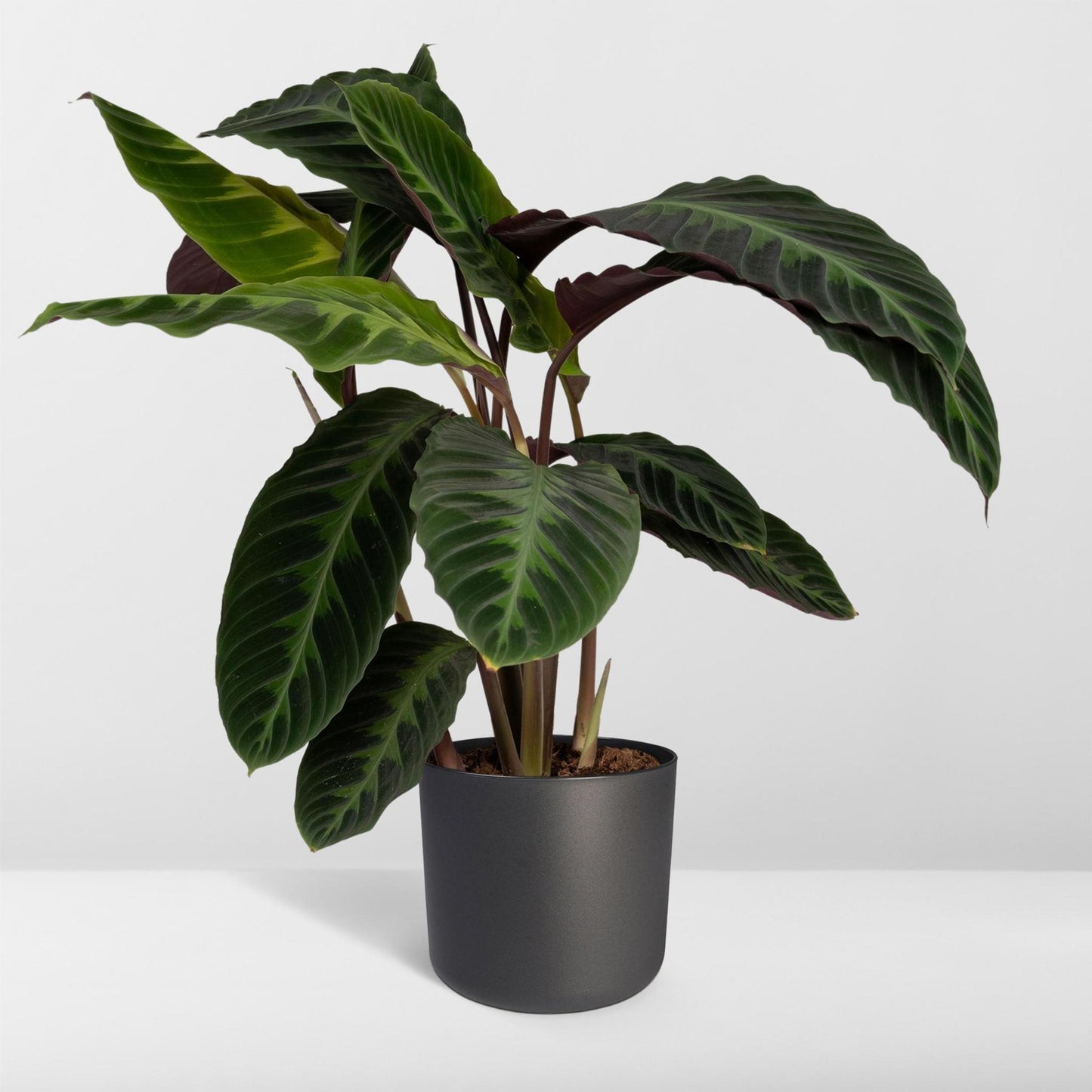 Calathea Warscewiczii - Plante Paon - 70 cm - Ø19