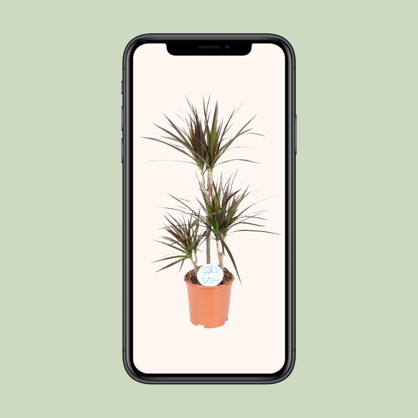 Dracaena Magenta - Ø21cm - ↕95cm