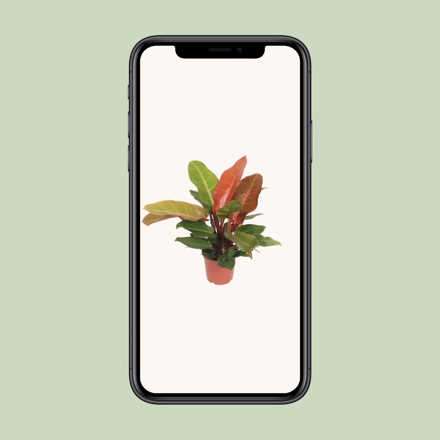 Philodendron Prince d'Orange - Ø17cm - ↕45cm