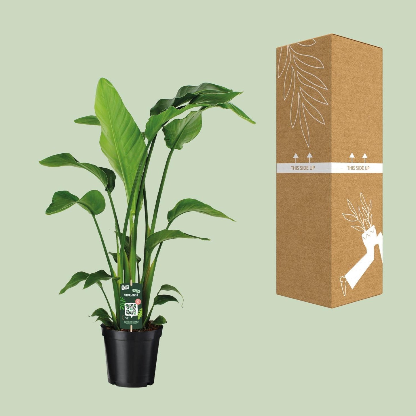 Strelitzia Nicolaï - Ø19 ↕90