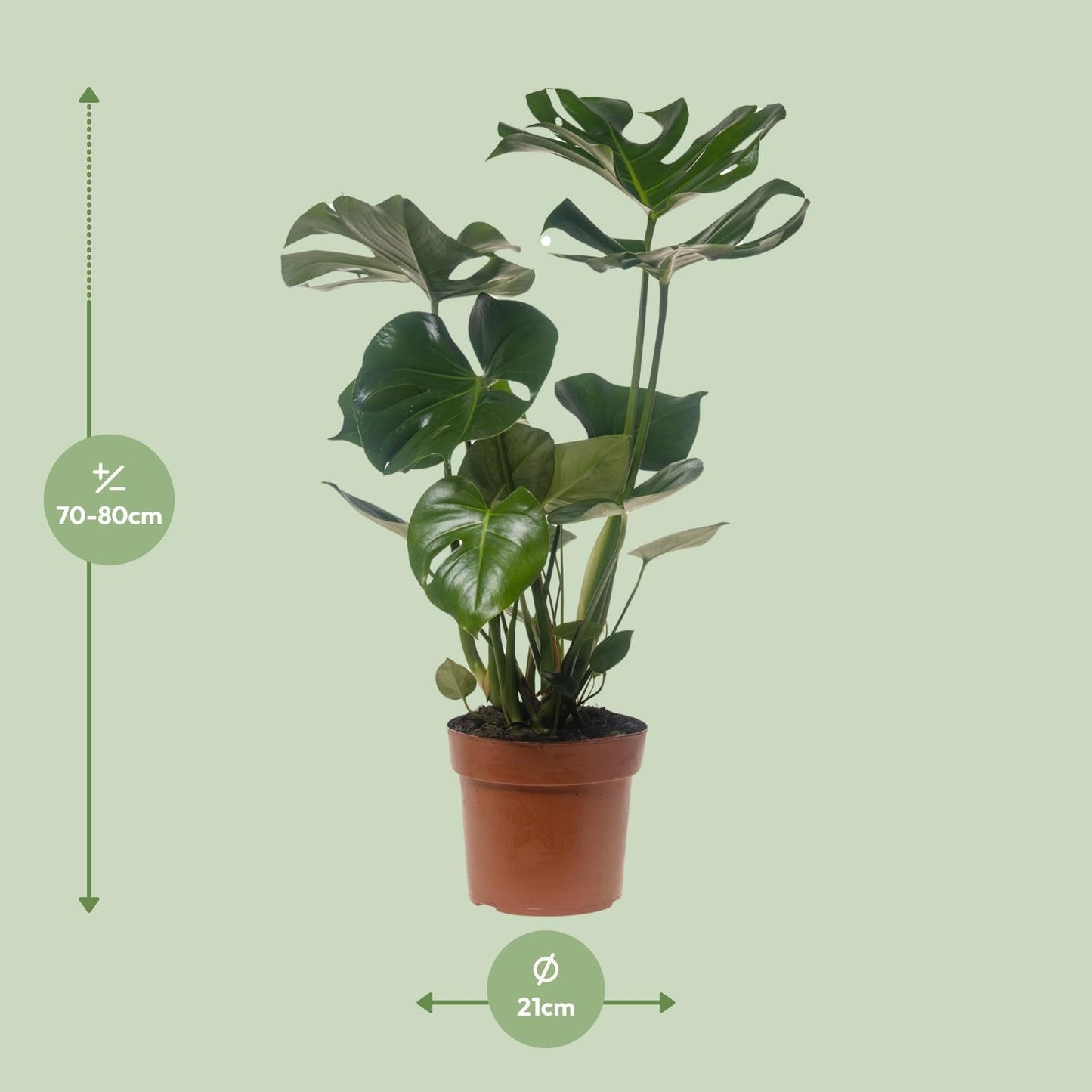 Monstera Deliciosa - Ø21cm - ↕75cm (1)