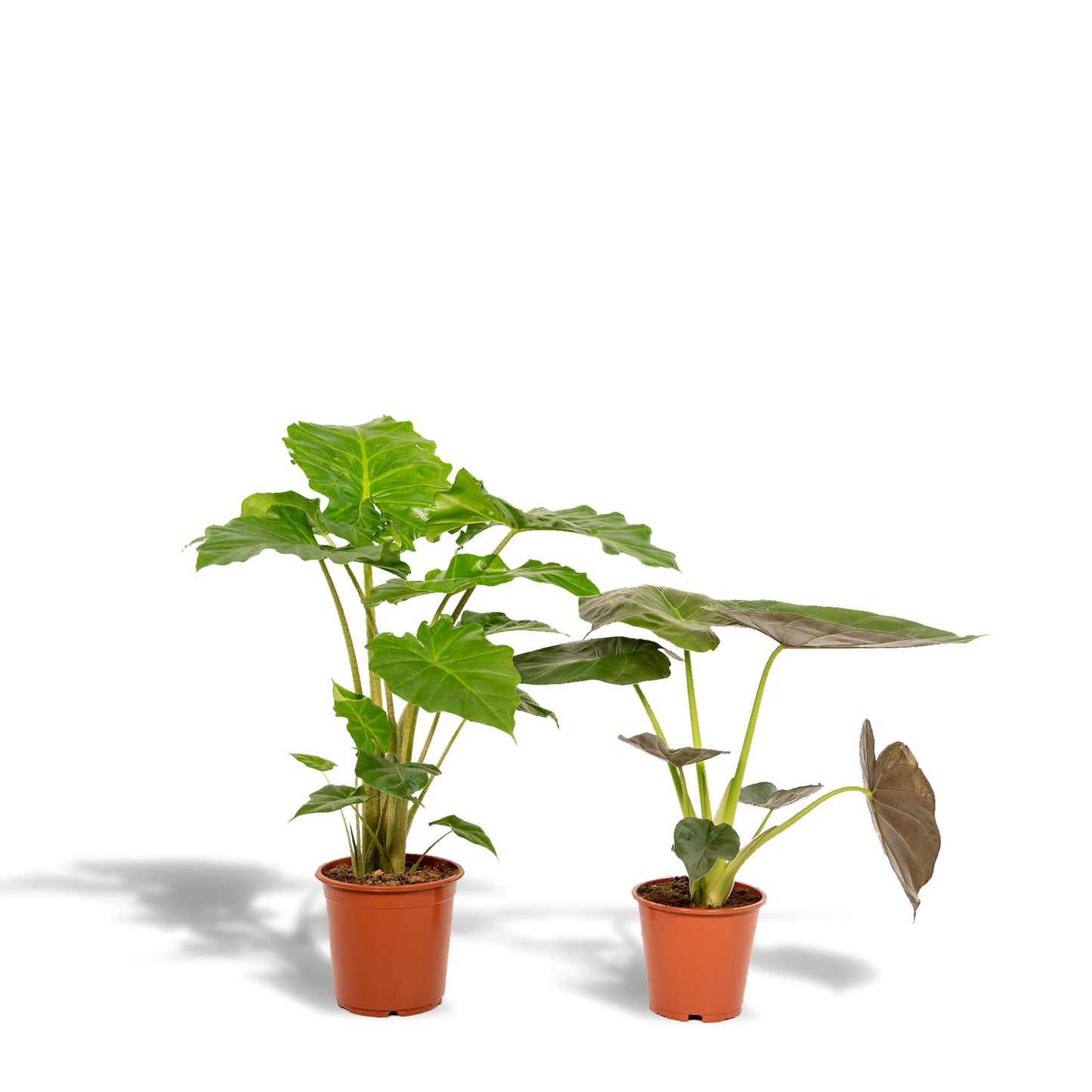Alocasia Wentii + Alocasia Portodora