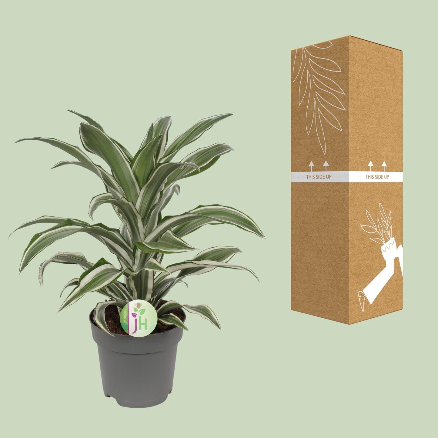 Dracaena Fragrans Wit Bont Ø17cm - ↕40cm