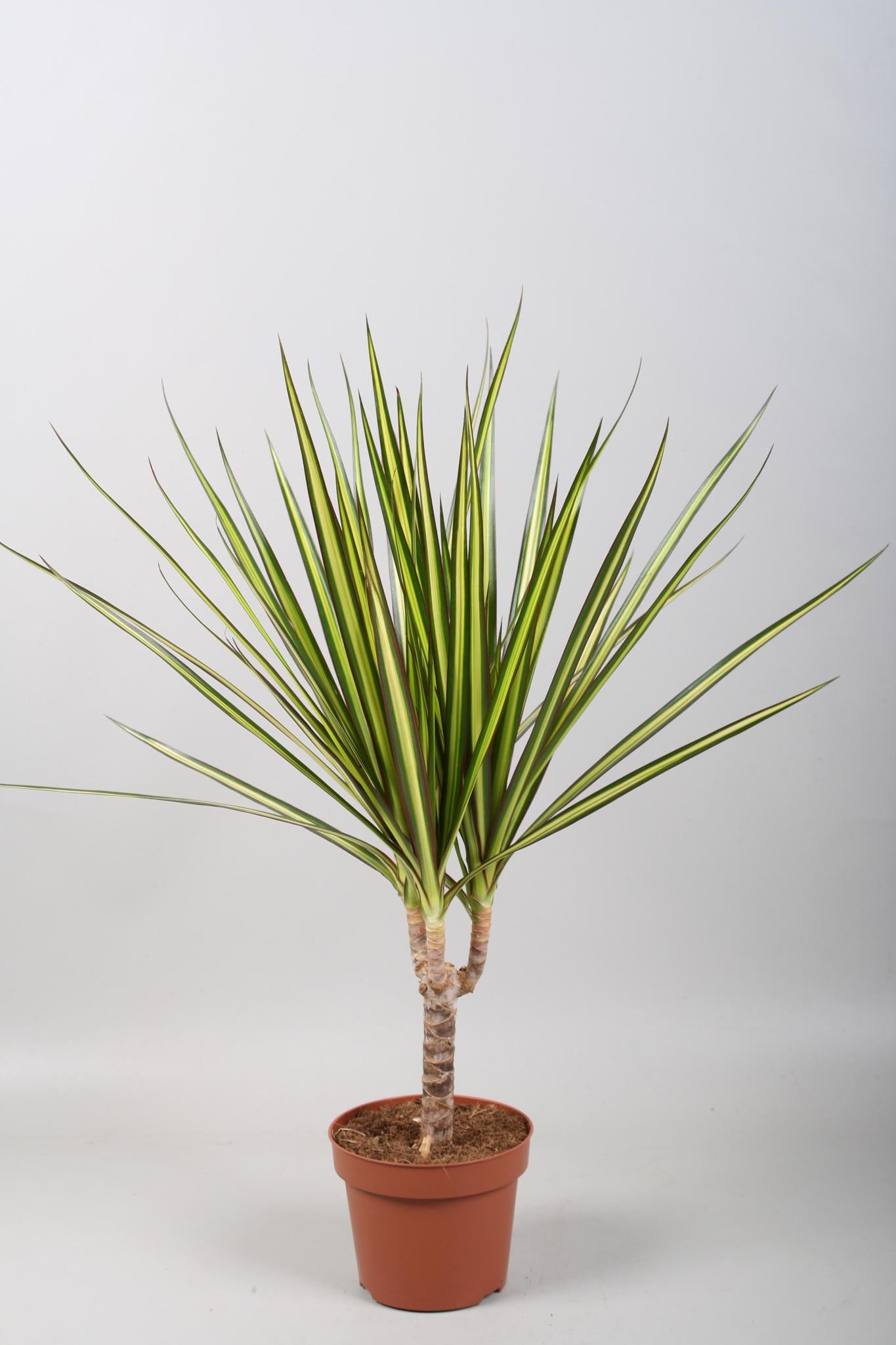 Dracaena Sunray Single Trunk - Ø12cm - ↕50cm