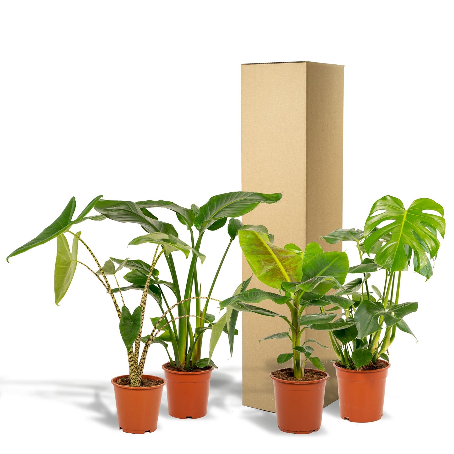 Monstera Deliciosa + Alocasia Zebrina + Strelitzia Nicolai + Musa Dwarf Cavendish
