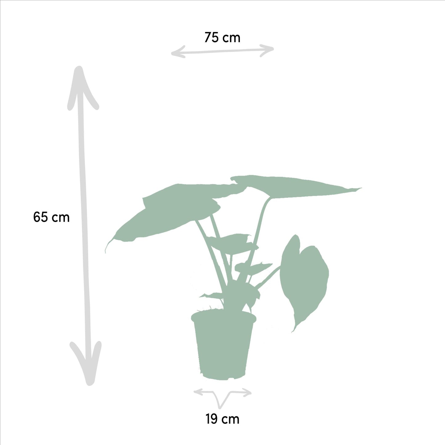 Alocasia Cucullata + Alocasia Wentii