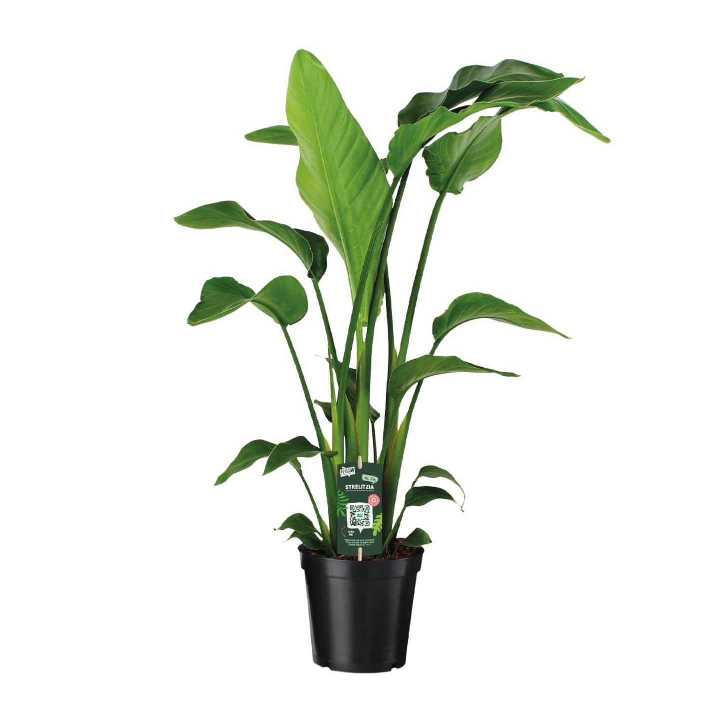 Strelitzia Nicolaï - Ø19 ↕90