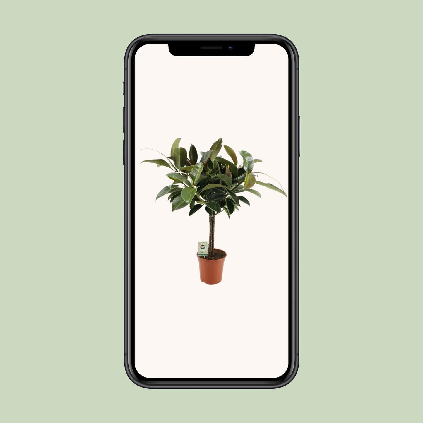 Ficus Elastica Melany - Ø21cm - ↕95cm