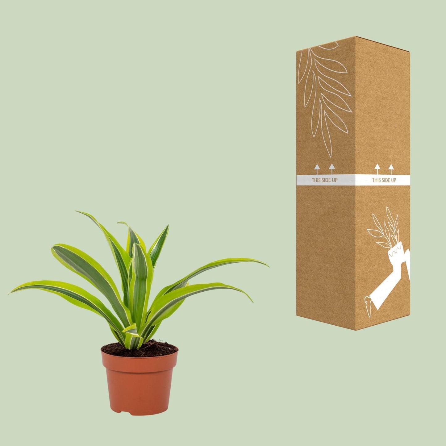 Dracaena Lemon Lime - Ø12cm - ↕27cm