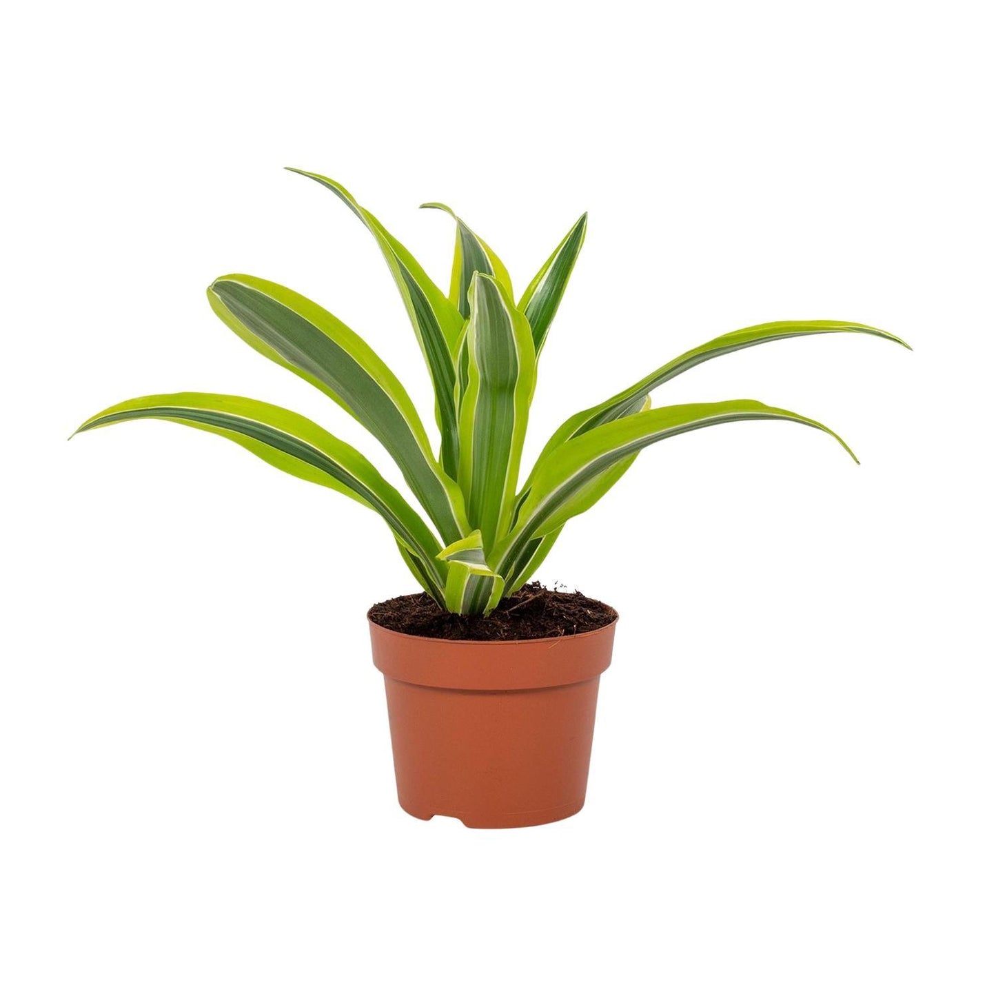 Dracaena Lemon Lime - Ø12cm - ↕27cm