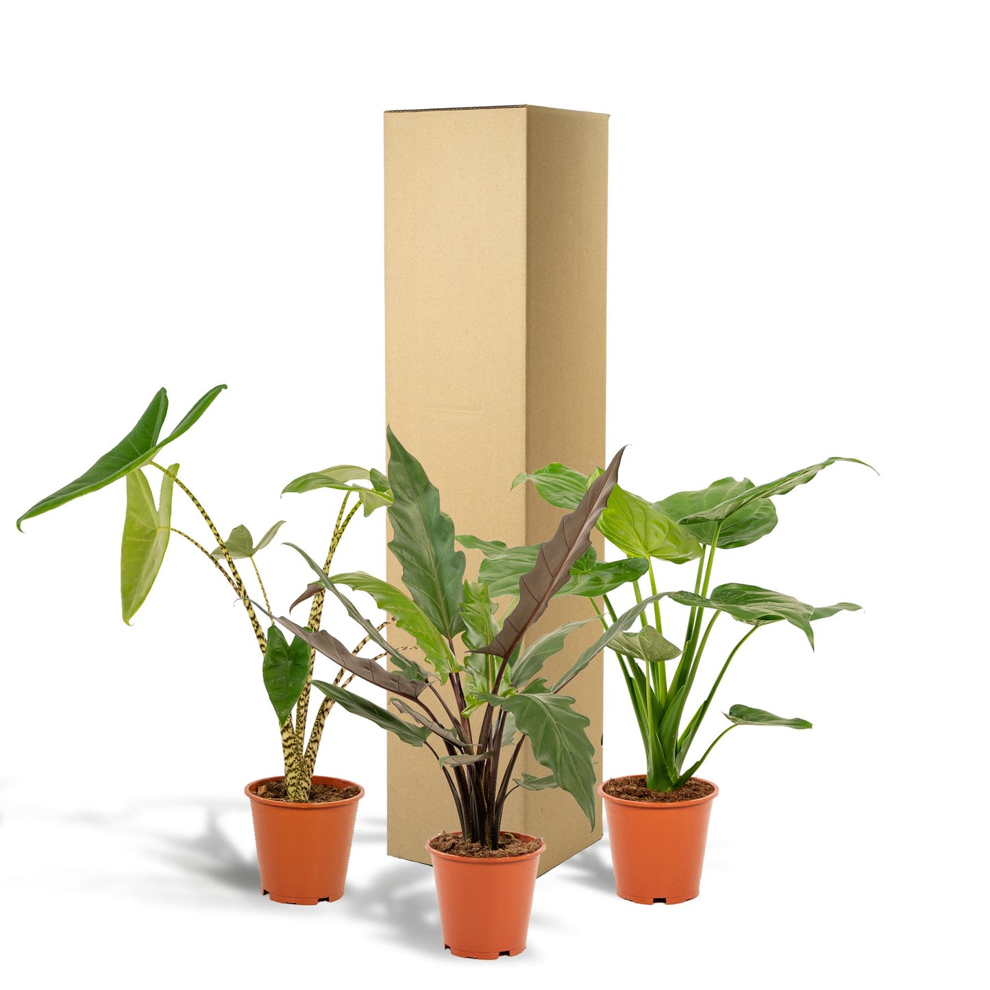 Alocasia Zebrina + Alocasia Cucullata + Alocasia Lauterbachiana