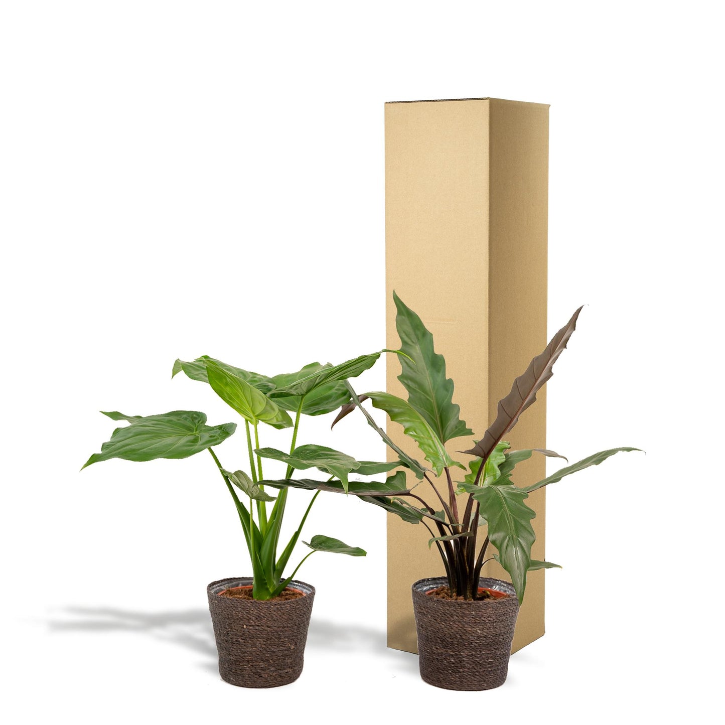Alocasia Cucullata + Alocasia Lauterbachiana + Mand Igmar