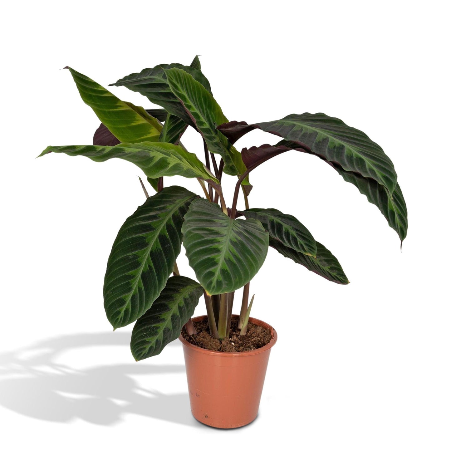 Calathea Warscewiczii - Peacock Plant - 70cm - Ø19