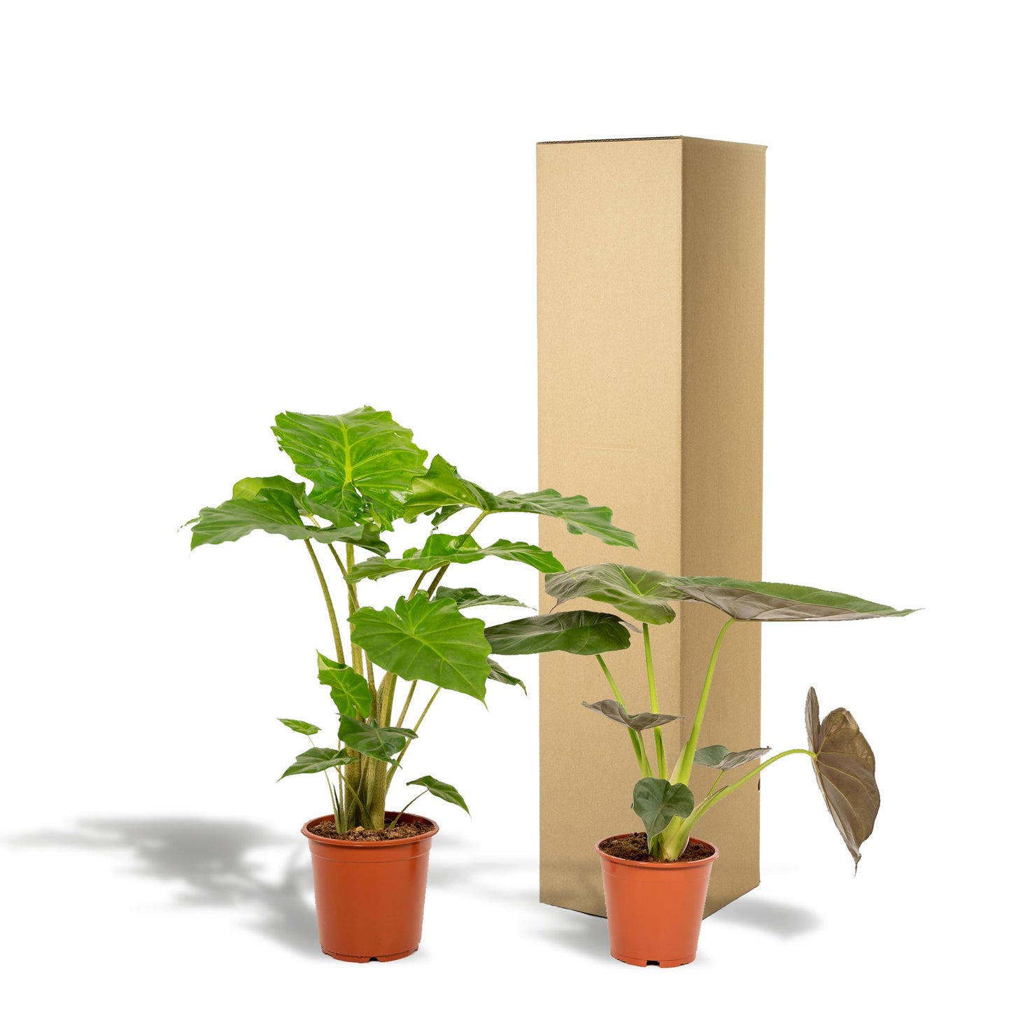 Alocasia Wentii + Alocasia Portodora