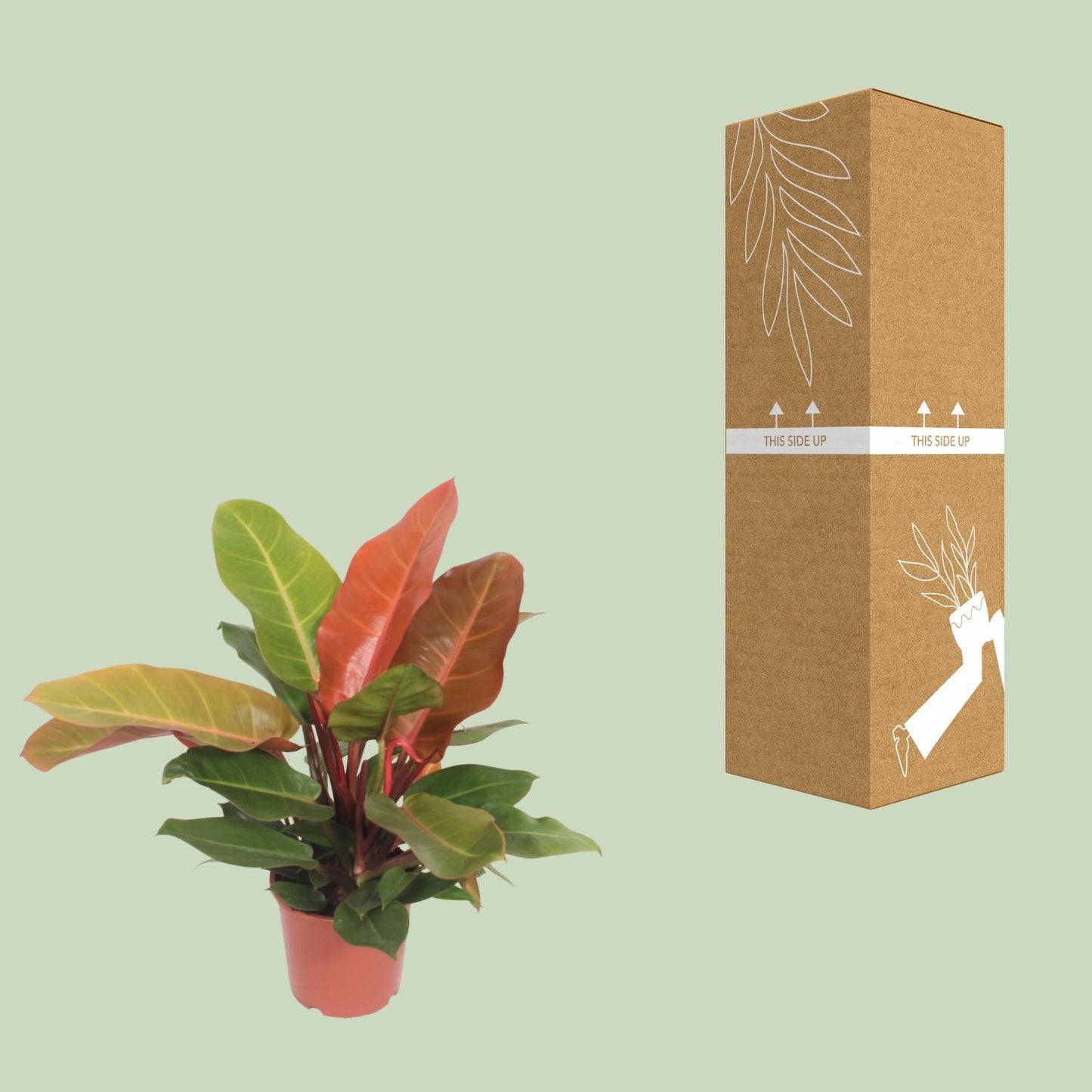 Philodendron Prince d'Orange - Ø17cm - ↕45cm
