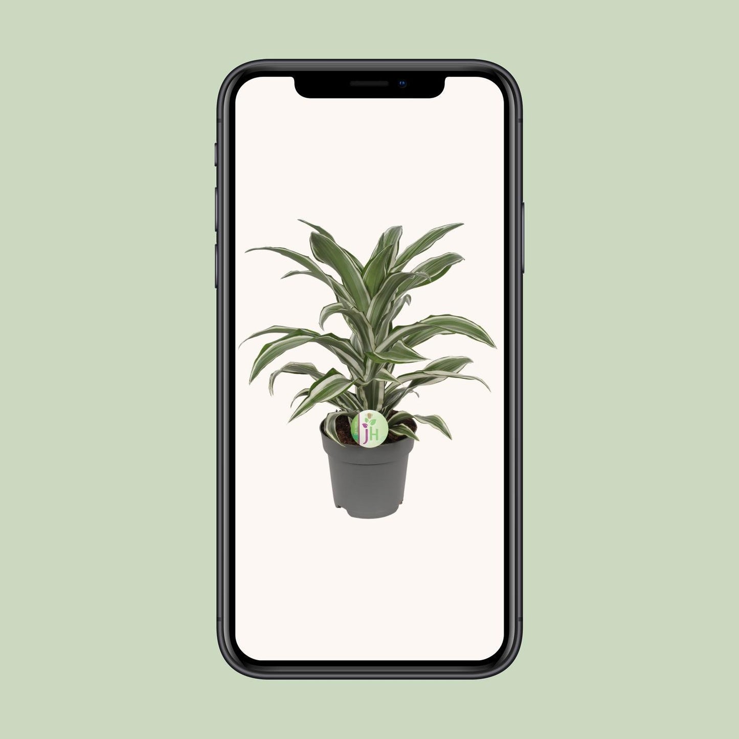 Dracaena Fragrans Wit Bont Ø17cm - ↕40cm