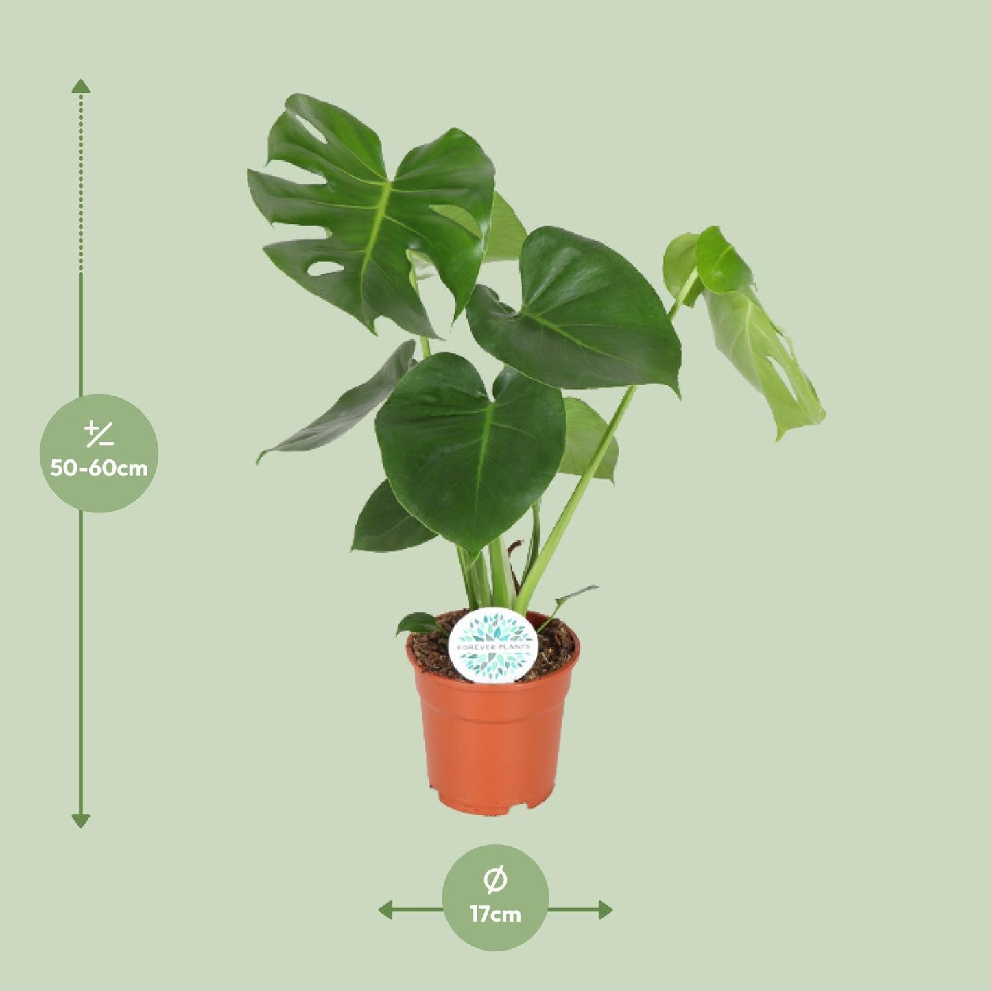 Monstera Deliciosa - Gatenplant - 65cm - Ø21 - Ø17 - 55cm