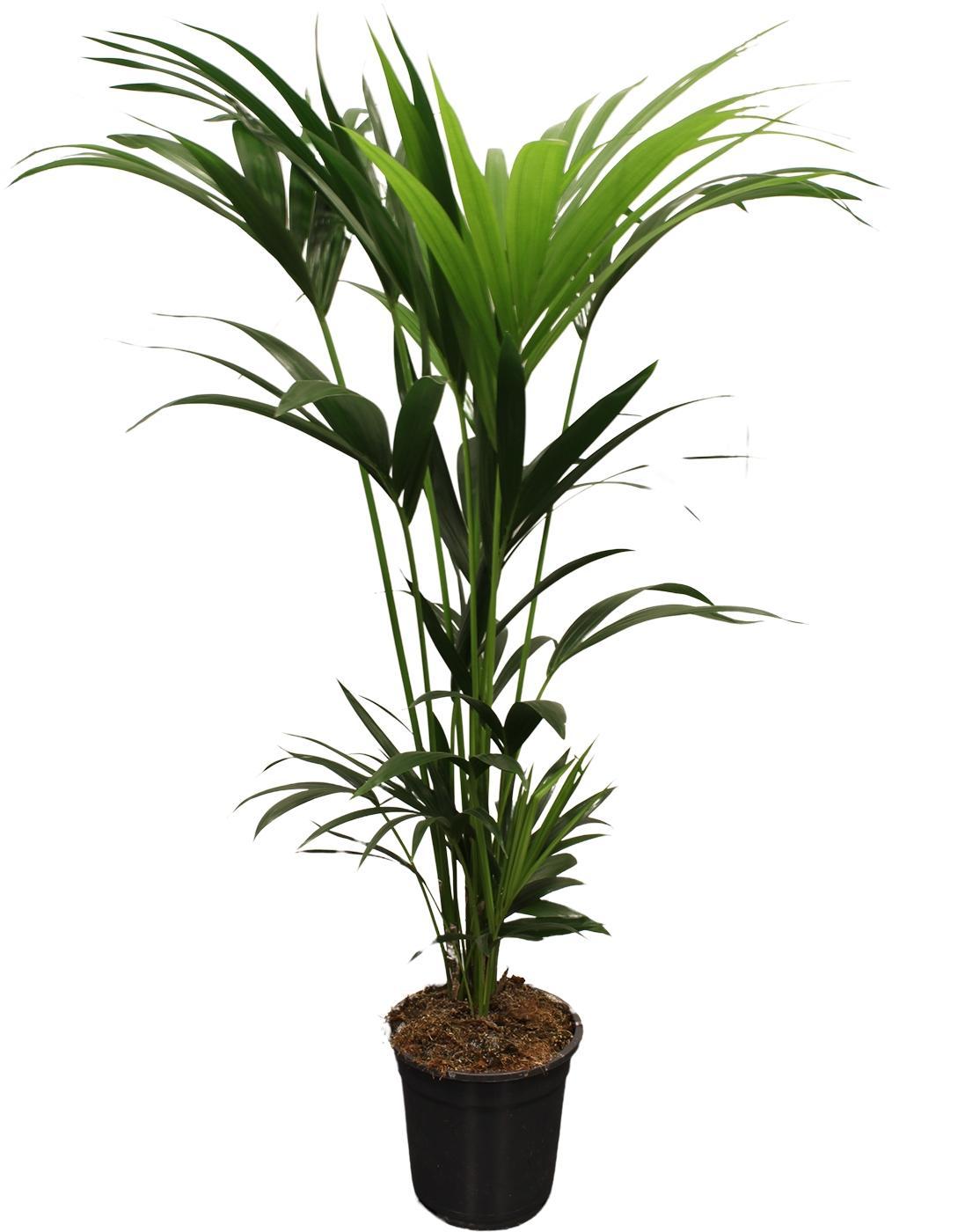 Howea Forsteriana (Kentia) Ø21cm - ↕120cm