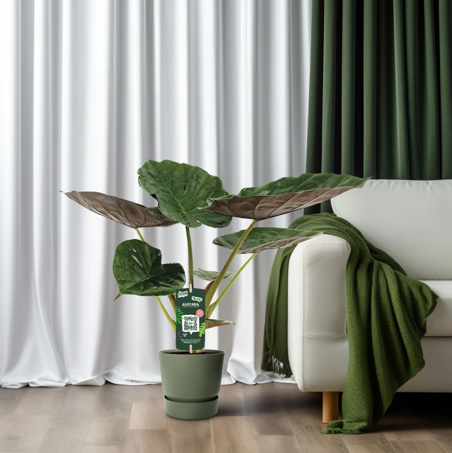 Alocasia Wentii - Olifantsoor - 70cm - Ø19