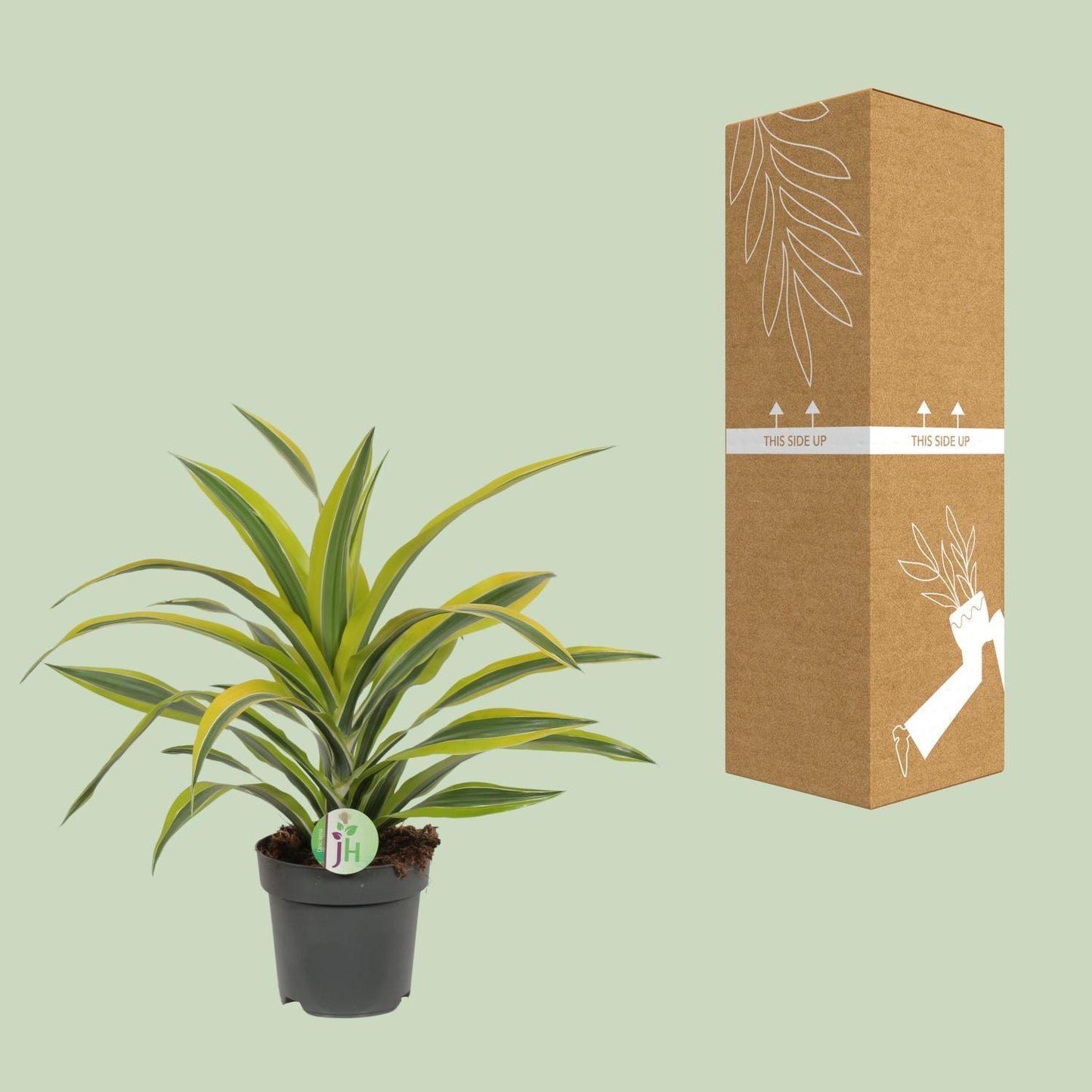 Dracaena Fragrans Lemon Lime Ø17cm - ↕40cm