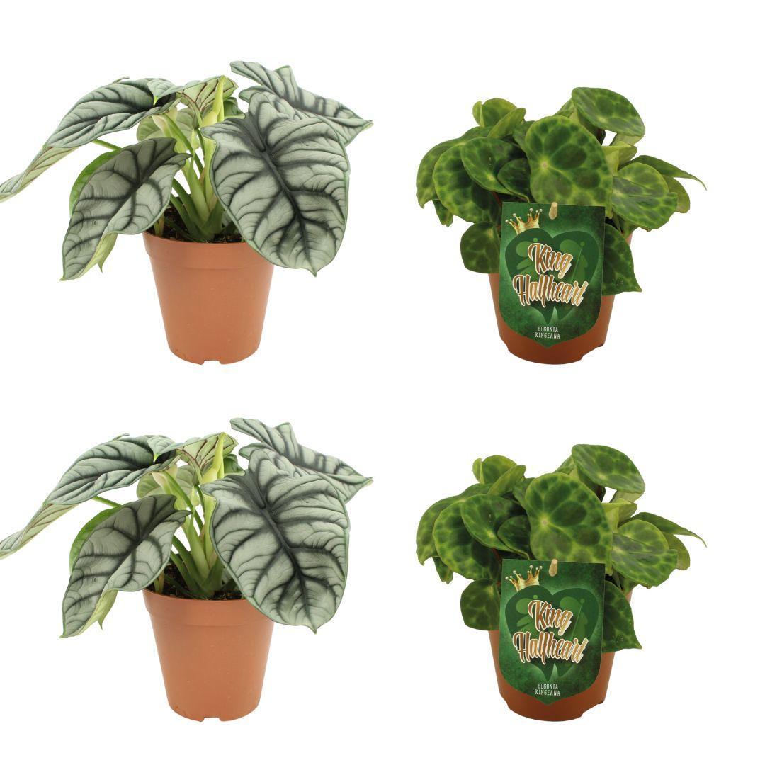 2x Alocasia Silver Dragon + 2x Begonia Kingiana - 4 stuks