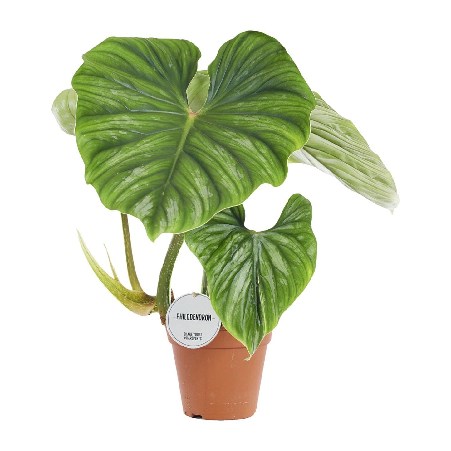 Philodendron Ploughmanii - Ø15cm - ↕50cm