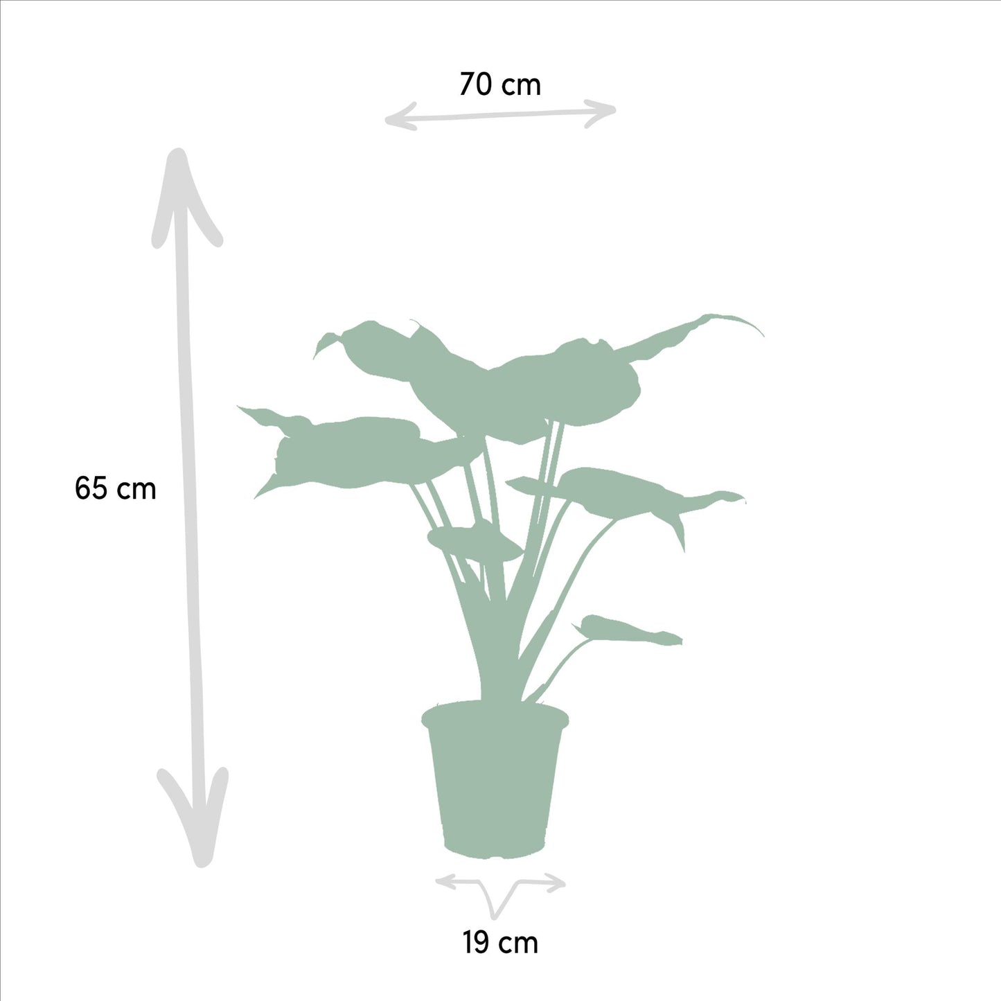 Alocasia Cucullata + Alocasia Wentii