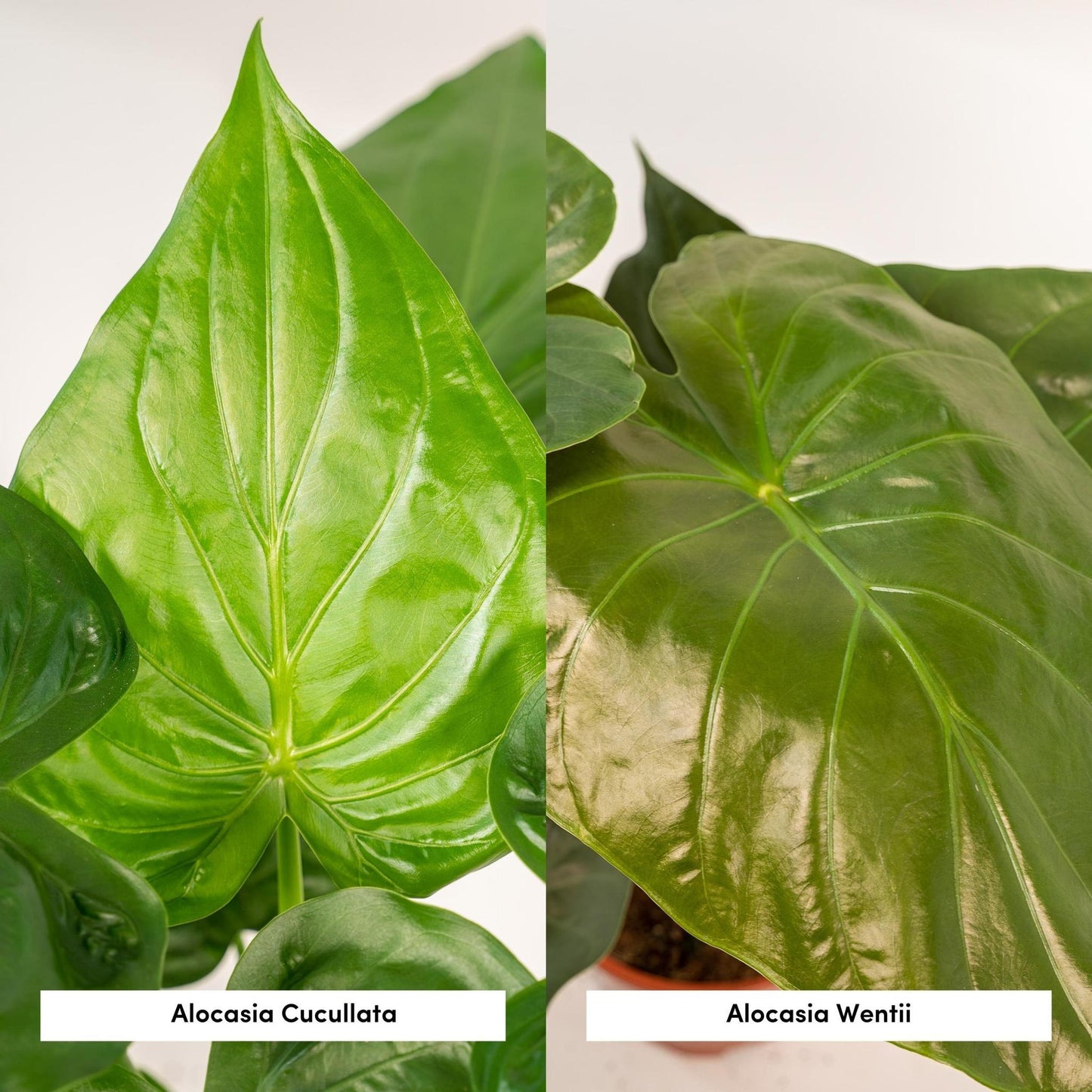 Alocasia Cucullata + Alocasia Wentii