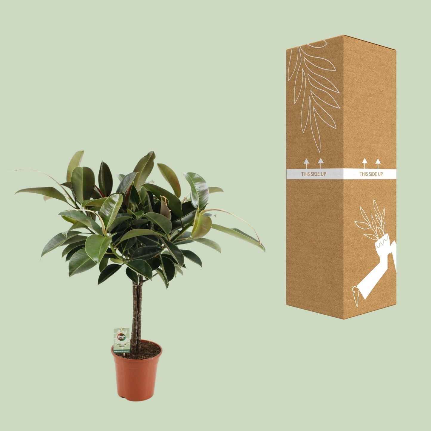 Ficus Elastica Melany - Ø21cm - ↕95cm