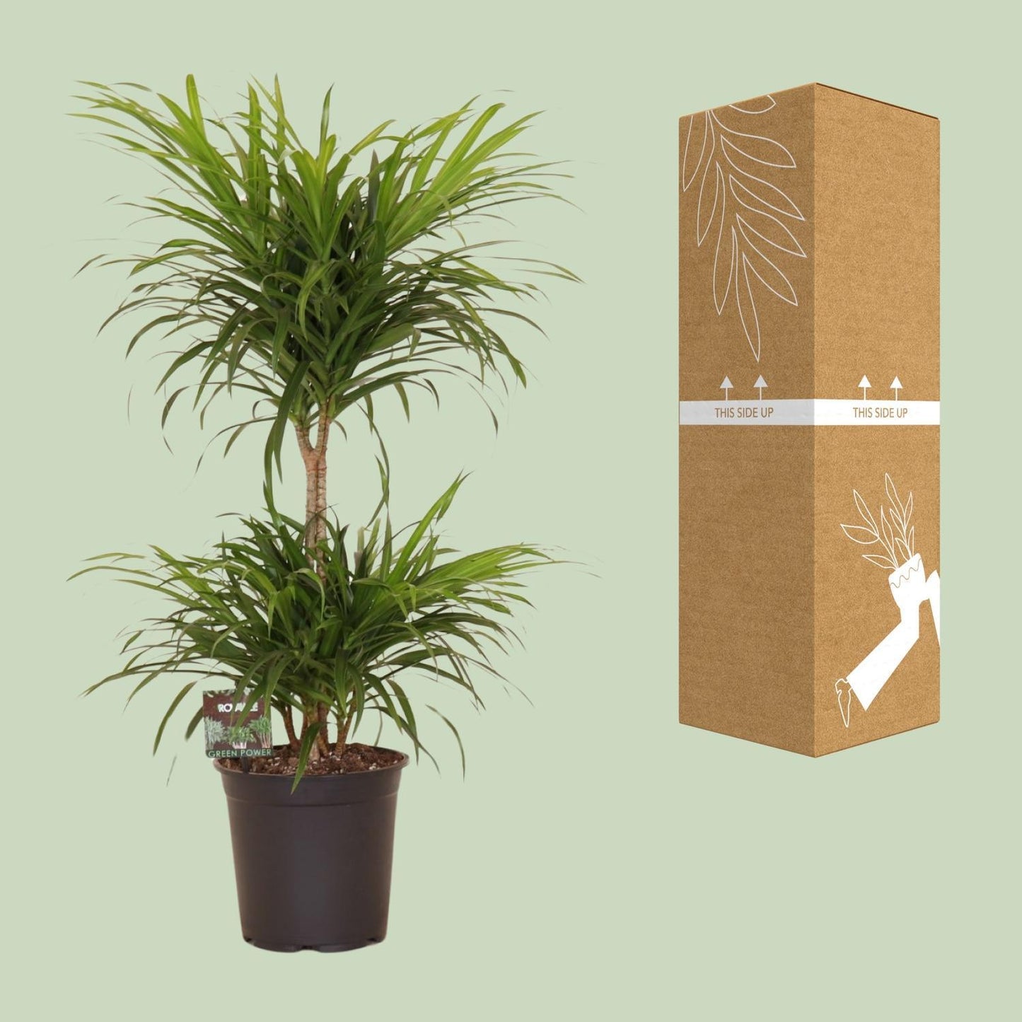 Dracaena Refl. Anita Variegata - Ø21cm - ↕80cm