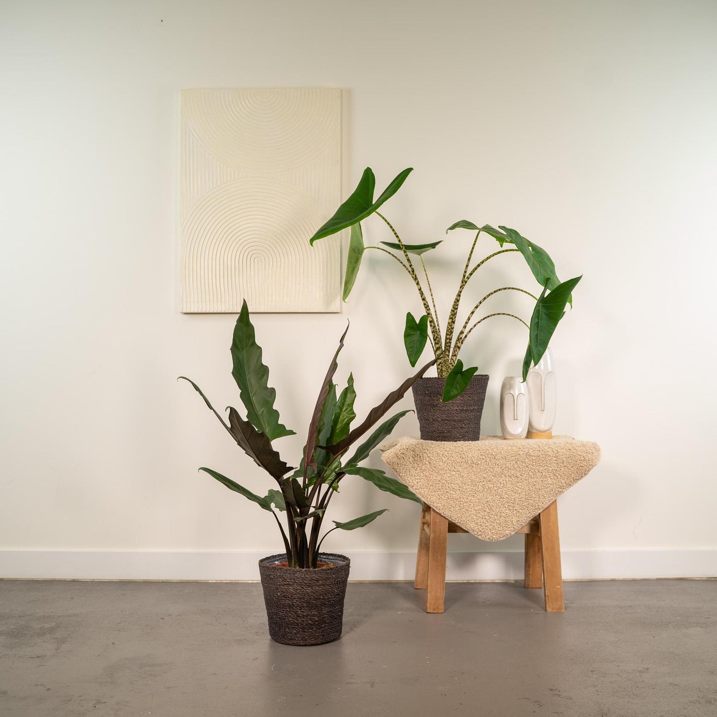Alocasia Zebrina + Alocasia Lauterbachiana