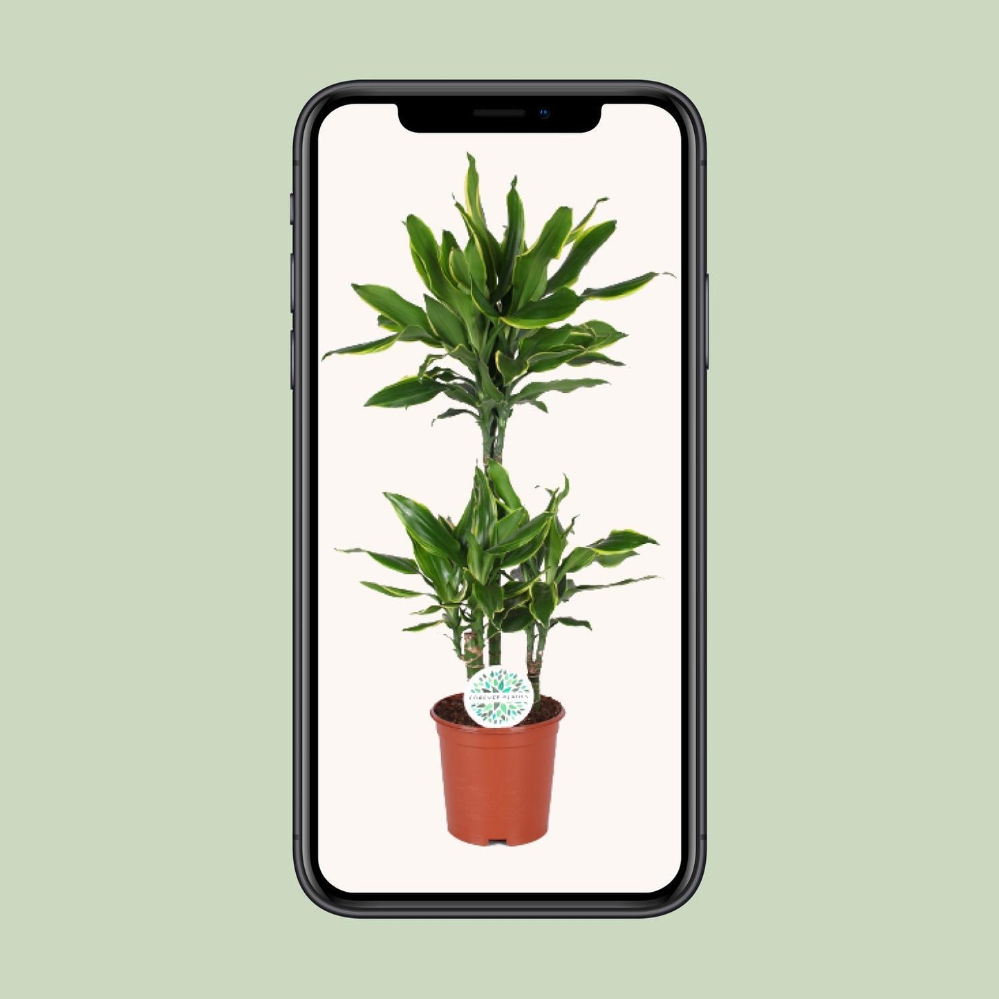 Dracaena Golden Coast - Ø21cm - ↕90cm