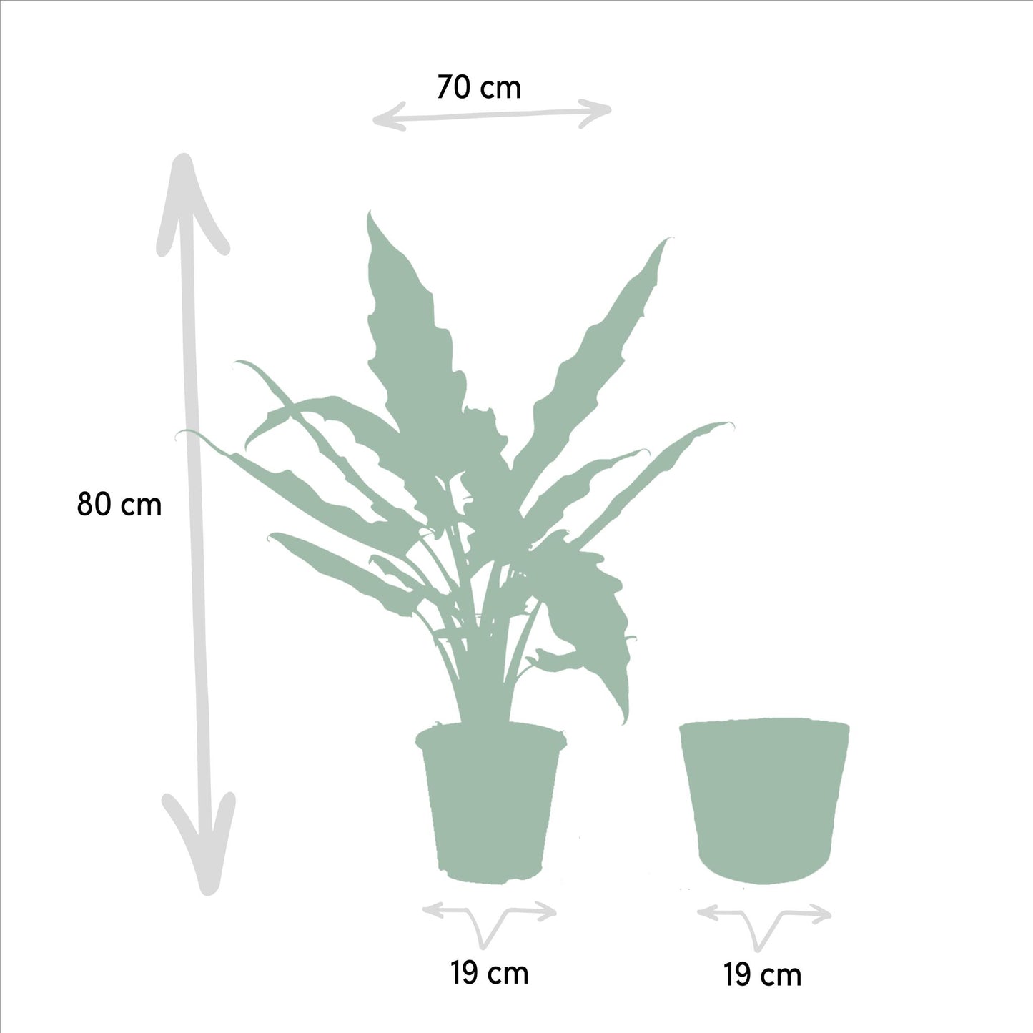Alocasia Cucullata + Alocasia Lauterbachiana + Mand Igmar