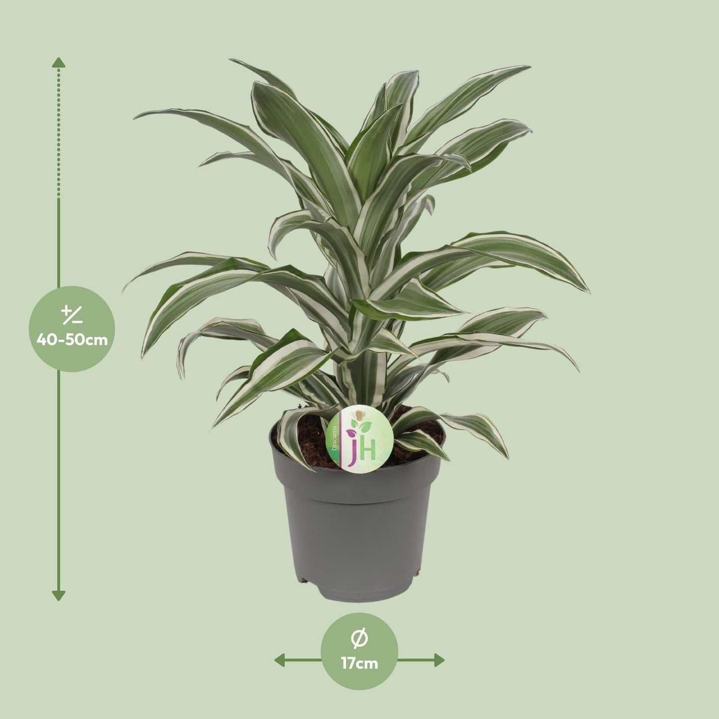 Dracaena Fragrans Wit Bont Ø17cm - ↕40cm