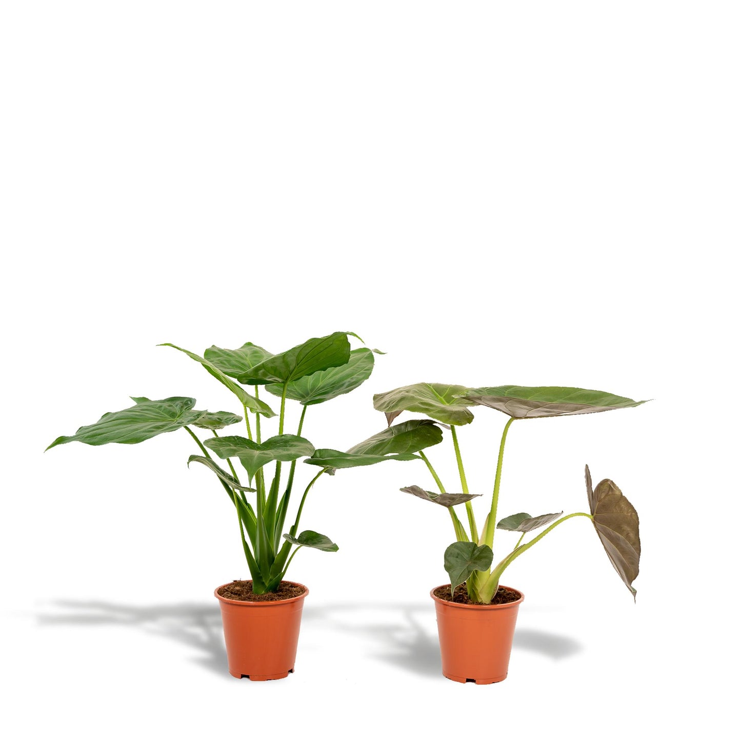 Alocasia Cucullata + Alocasia Wentii
