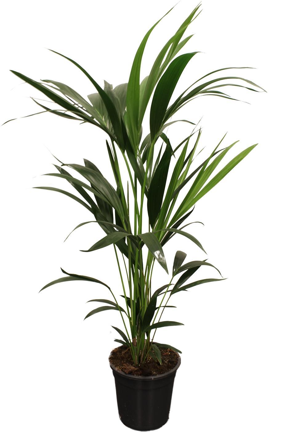 Howea Forsteriana (Kentia) Ø21cm - ↕100cm