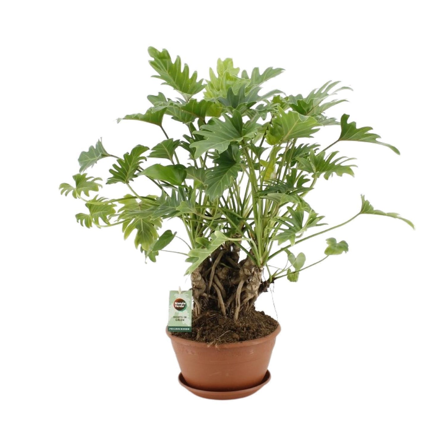 Philodendron Xanadu sur tronc - Ø22cm - ↕50cm