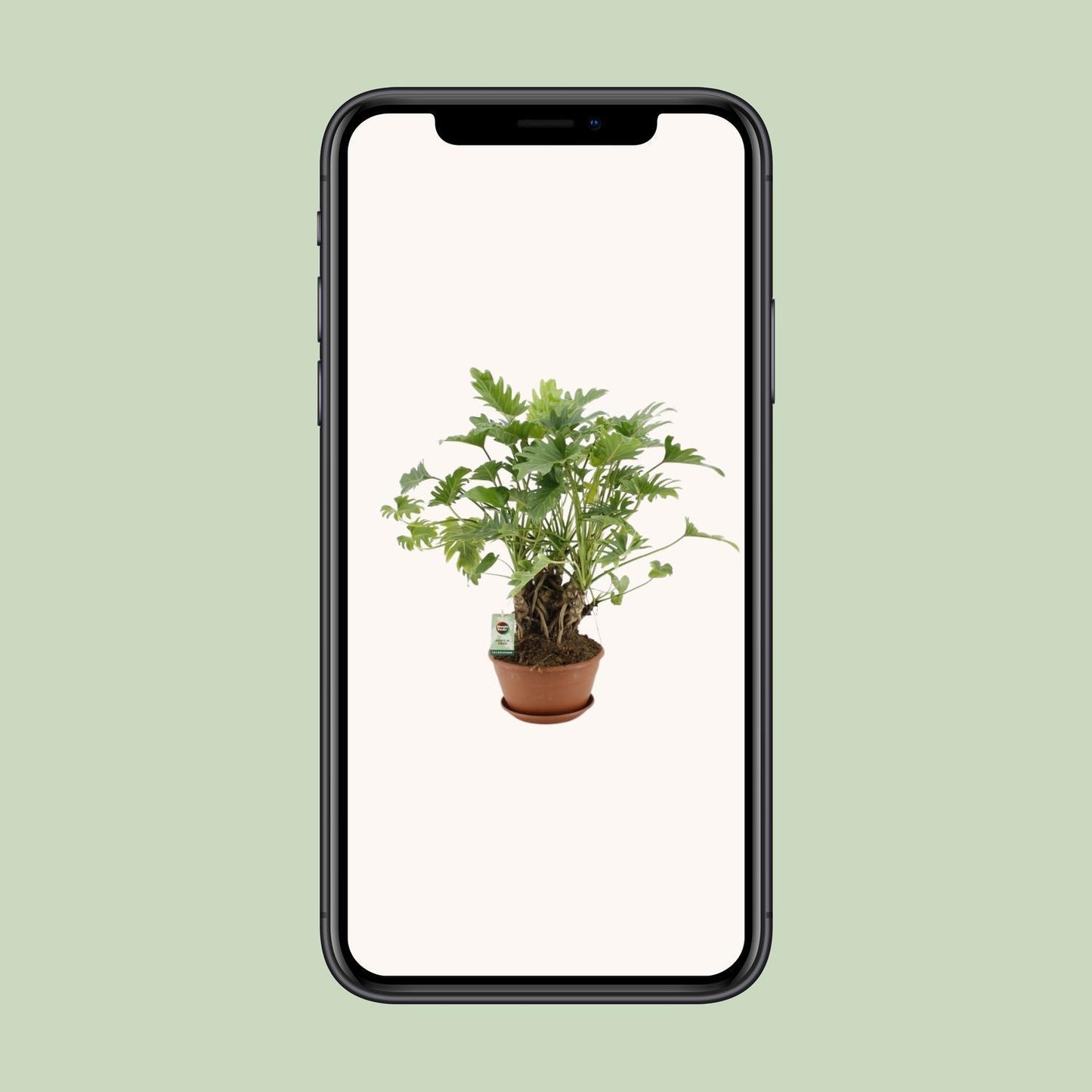 Philodendron Xanadu sur tronc - Ø22cm - ↕50cm